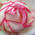 White - pink - Miniature rose - Biedermeier®